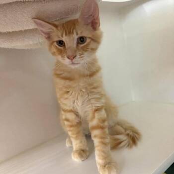 Croc -  Domestic Short Hair Cat for Adoption in Phoenix, Arizona - Croc | PetCurious