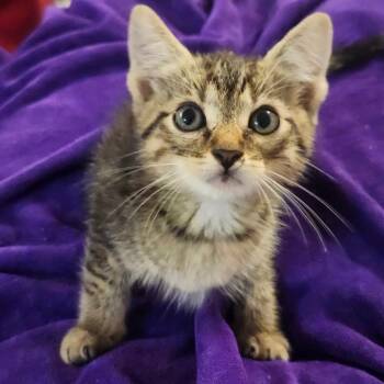 Jesse Jolly-AR -  Domestic Short Hair Cat for Adoption in Tallahassee, Florida - Jesse Jolly-AR | PetCurious