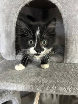 Rescue Domestic Short Hair Cats for Adoption in Burlington, Wisconsin - Barrel | PetCurious