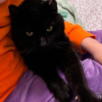 London -  Domestic Short Hair Cat for Adoption in Chicago, Illinois - London | PetCurious