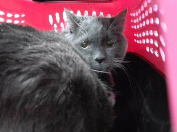 Domestic Short Hair Cats Available for Adoption - STEWIE | PetCurious