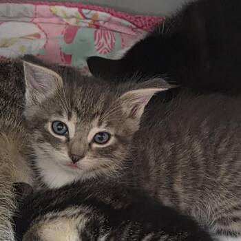 Glenn -  Domestic Short Hair Cat for Adoption in Camden, Delaware - Glenn | PetCurious