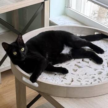 Birdie -  Domestic Short Hair Cat Available for Adoption in Jupiter, Florida - Birdie | PetCurious