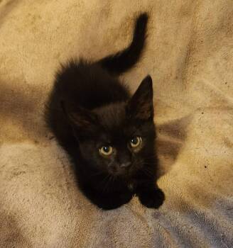 Domestic Short Hair Cats Available for Adoption - Memphis | PetCurious