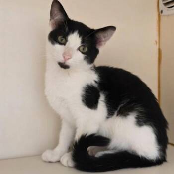 Cinnabon -  Domestic Short Hair Cat for Adoption in South Elgin, Illinois - Cinnabon | PetCurious
