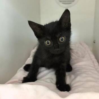 Watcher -  Domestic Short Hair Cat for Adoption in Phoenix, Arizona - Watcher | PetCurious