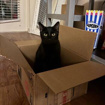 Jackie Quincy-IJ -  Domestic Short Hair Cat for Adoption in Tallahassee, Florida - Jackie Quincy-IJ | PetCurious