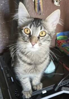 FluffyJA -  Maine Coon and Domestic Medium Hair Cat for Adoption in North Highlands, California - FluffyJA | PetCurious