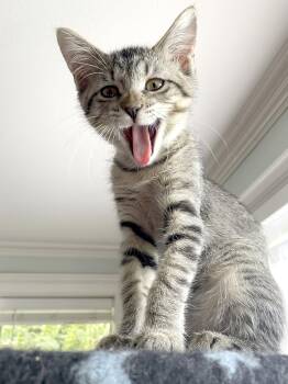 Percival -  Domestic Short Hair Cat for Adoption in The Woodlands, Texas - Percival | PetCurious