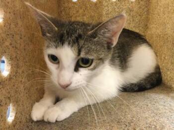 Domestic Short Hair Cats Available for Adoption in Thousand Palms, California - A1911281 | PetCurious