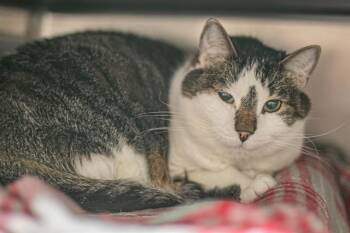 BRIAN -  Domestic Short Hair Cat Available for Adoption in Charlotte, North Carolina - BRIAN | PetCurious