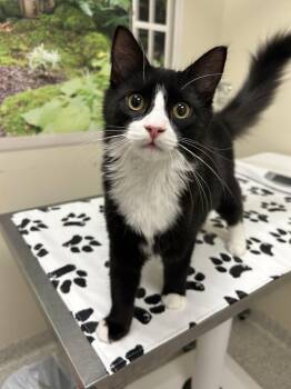 Hallow -  Domestic Medium Hair Cat for Adoption in Lancaster, Pennsylvania - Hallow | PetCurious