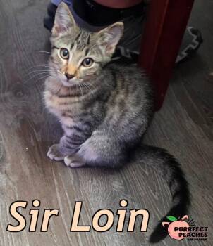 Sir Loin -  Domestic Short Hair Cat for Adoption in Douglasville, Georgia - Sir Loin | PetCurious