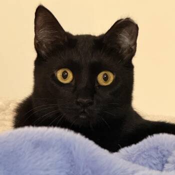 Serrano -  Domestic Short Hair and Bombay Cat for Adoption in UNIVERSITY PA, Maryland - Serrano | PetCurious