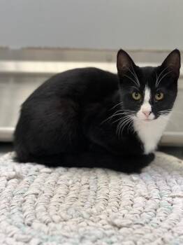 61944573 -  Domestic Short Hair Cat for Adoption in Elko, Nevada - 61944573 | PetCurious