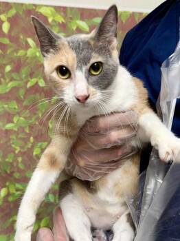 VICTORIA -  Domestic Short Hair Cat for Adoption in San Antonio, Texas - VICTORIA | PetCurious