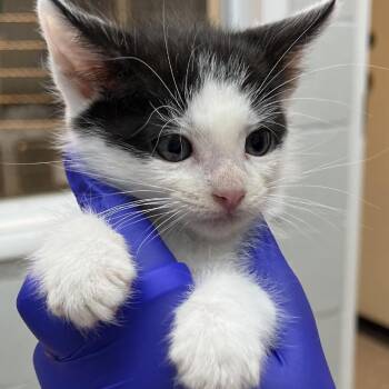 Arturo -  Domestic Short Hair Cat for Adoption in Buellton, California - Arturo | PetCurious