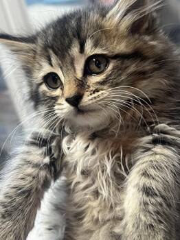 Piper -  Domestic Medium Hair Cat Available for Adoption in Salinas, California - Piper | PetCurious