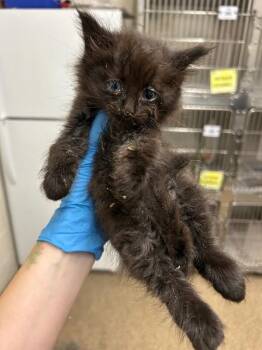 Kirk -  Domestic Long Hair Cat for Adoption in Fruit Heights, Utah - Kirk | PetCurious