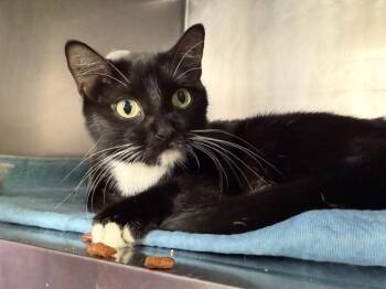 Catness -  Domestic Short Hair Cat for Adoption in New York, New York - Catness | PetCurious