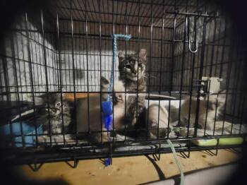 Athena -  Domestic Short Hair Cat for Adoption in Fredericton, New Brunswick - Athena | PetCurious