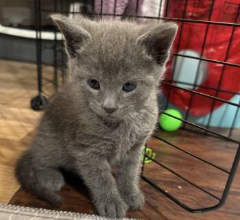 Hans -  Domestic Short Hair Cat for Adoption in Port Washington, Wisconsin - Hans | PetCurious