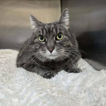 Domestic Short Hair Cats Available for Adoption - Pudding | PetCurious