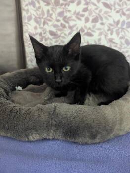 Cosmo -  American Shorthair Cat for Adoption in Ellijay, Georgia - Cosmo | PetCurious