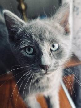 Domestic Short Hair Cats Available for Adoption - Kirby | PetCurious