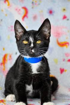 David -  Domestic Short Hair Cat for Adoption in Yakima, Washington - David | PetCurious