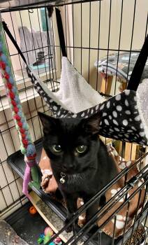 Domestic Short Hair Cats Available for Adoption - Hershey | PetCurious