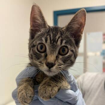 Zoe -  Domestic Short Hair and American Bobtail Cat for Adoption in Nashville, Tennessee - Zoe | PetCurious