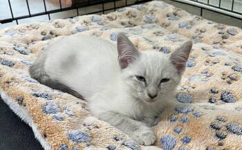 Gidget -  Domestic Short Hair and Siamese Cat for Adoption in Oviedo, Florida - Gidget | PetCurious