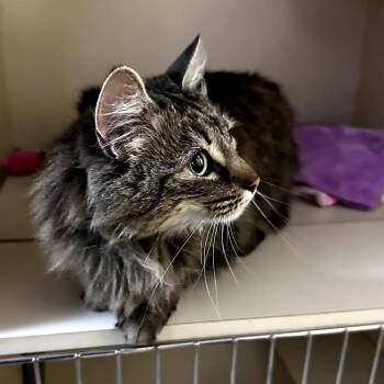 Domestic Long Hair Cats Available for Adoption - Flaca | PetCurious