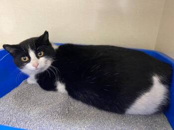 Sarai -  Domestic Short Hair Cat for Adoption in Winnipeg, Manitoba - Sarai | PetCurious