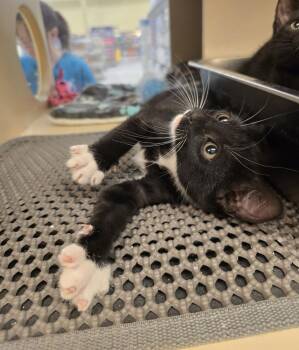 American Bobtail Cats Available for Adoption in Ruskin, Florida - Pepperoni | PetCurious