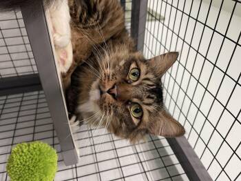 Rescue Maine Coon Cats for Adoption in Sebring, Florida - Simba | PetCurious