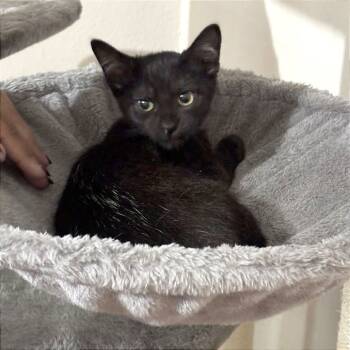 Rescue Domestic Short Hair Cats for Adoption in Wichita, Kansas - Elliott Trey | PetCurious