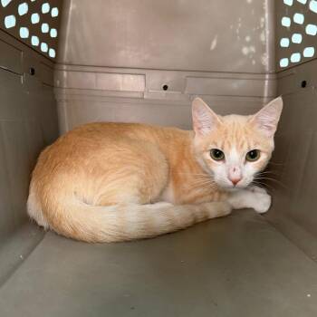 Sweet Thang -  Domestic Short Hair Cat for Adoption in Gainesville, Florida - Sweet Thang | PetCurious