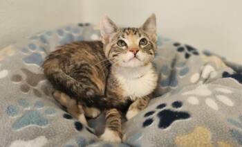 Kitten 27832 (Tabitha) -  Torbie Cat for Adoption in Parlier, California - Kitten 27832 (Tabitha) | PetCurious