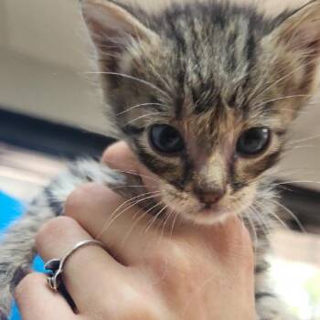 Miso -  Domestic Short Hair Cat for Adoption in Tyler, Texas - Miso | PetCurious
