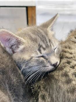 Tabby Cats Available for Adoption in Alameda, California - Windy | PetCurious