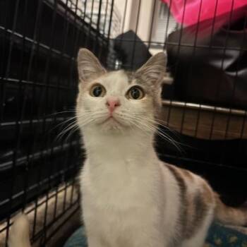 Domestic Short Hair Cats Available for Adoption - Waffles | PetCurious