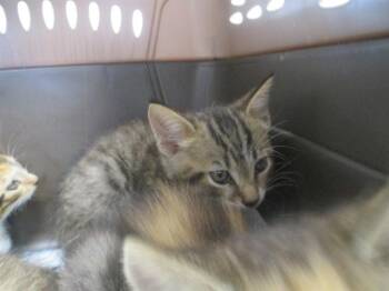 Domestic Short Hair Cats Available for Adoption in Ocala, Florida - NIKO | PetCurious
