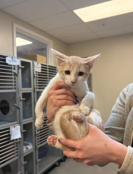 Domestic Short Hair Cats Available for Adoption - Butternut | PetCurious