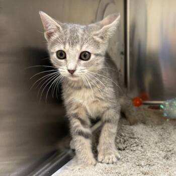 Bonnie -  Domestic Short Hair Cat for Adoption in Milton, Florida - Bonnie | PetCurious
