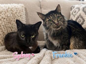 Sydney / Frankie -  Domestic Short Hair Cat for Adoption in Sebastian, Florida - Sydney / Frankie | PetCurious