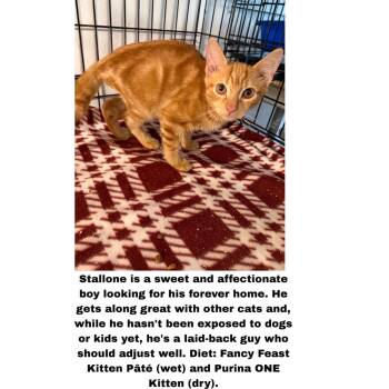 Stallone -  Domestic Short Hair Cat for Adoption in Hudson, New Hampshire - Stallone | PetCurious