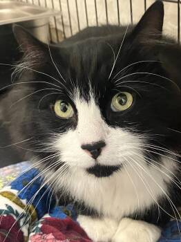 Freckles -  Domestic Long Hair Cat for Adoption in Lunenburg, Massachusetts - Freckles | PetCurious