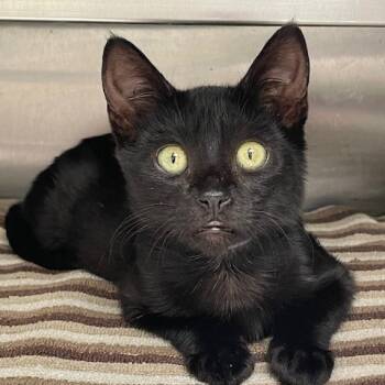 Rescue Domestic Short Hair Cats for Adoption in Hawthorne, California - Georgie | PetCurious